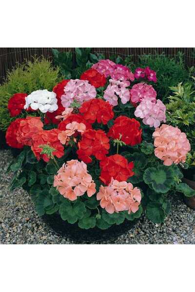 HİLAL TARIM ÇİFTLİĞİ Sardunya çiçeği( karışık renk)(isteğe bağlı açmış renk gönderilir)