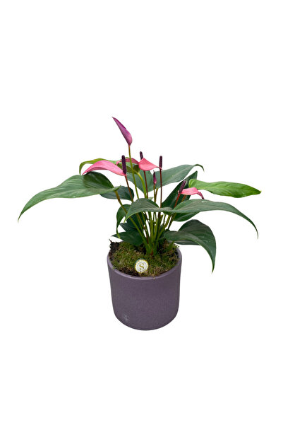 Betonish Anthurium Andreanum 'Zizou' (Flamingo Çiçeği)