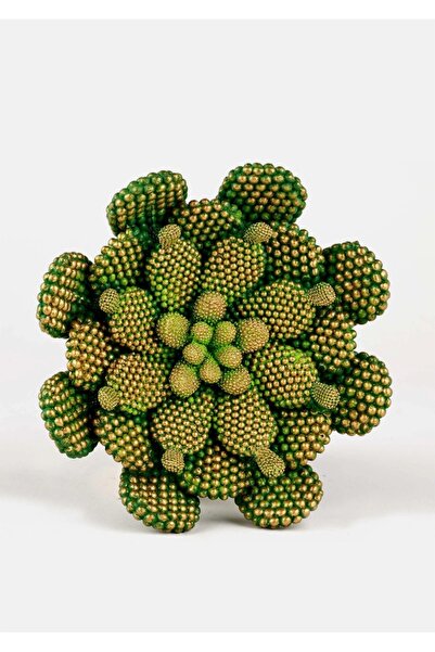 zepce design Kaktüs