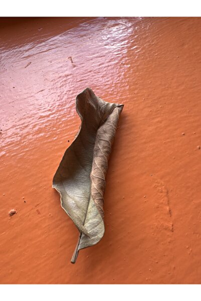 Meç Guava Yaprağı 1 ADET