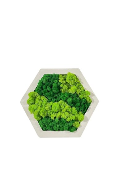 OEM Ramă hexagonală cu mușchi stabilizat, culoare verde/verde deschis, dimens...