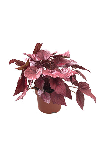 Betonish Begonia Rex 'Inca Flame' (Begonya)