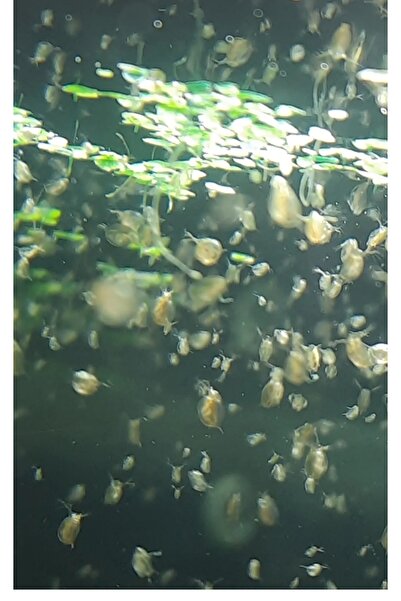 derlifbeysu yld Akvaryum balık yemi Su perisi su piresi