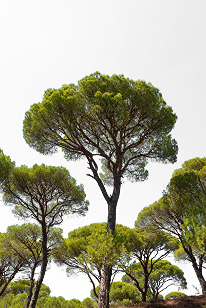 Vasada Fıstık Çamı Fidanı Saksılı 4 Yaş ve Üzeri +70 cm