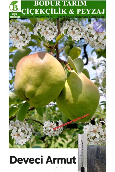 BODUR TARIM Bulancak 2 Yaşında Yarı Bodur Aşılı Tüplü Topraklı Deveci Armut M...