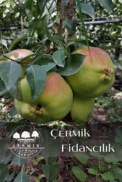 ÇERMİK FİDANCILIK Aşılı Deveci Armut Fidanı 3 Yaş