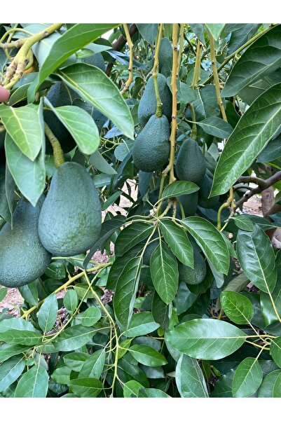 BRF Mini Avokado 1kg