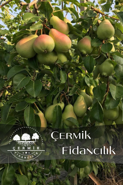 ÇERMİK FİDANCILIK Bodur Aşılı Santa Maria Armut Fidanı 3 Yaş