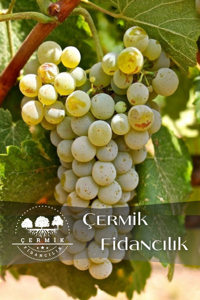 ÇERMİK FİDANCILIK Tüplü Beyaz Üzüm Asma Fidanı
