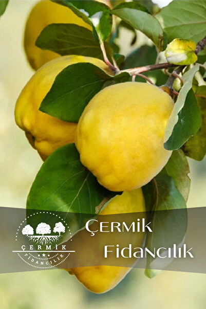 ÇERMİK FİDANCILIK Aşılı Bodur Eşme Ayva Fidanı 3 Yaş