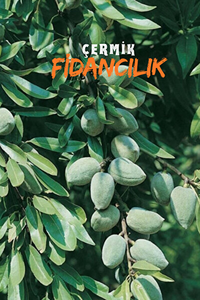 ÇERMİK FİDANCILIK 5 Adet Ince Salkımlı Ferragnes - Ferraduel Badem Fidanı