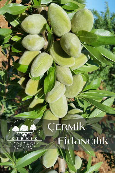 ÇERMİK FİDANCILIK Ince Salkımlı Ferragnes - Ferraduel Badem Fidanı 3 Yaş