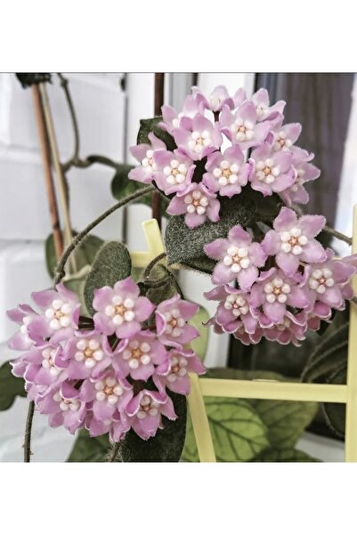 PLANT Hoya Thomsonii Pink Mum Çiçeği