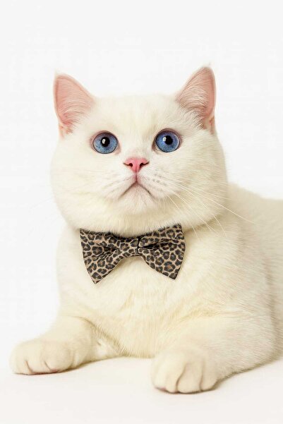 DodoJoy 3'lü Leopar Desenli Kedi Boyun Tasması Fiyonklu Kedi Tasması Papyonlu...