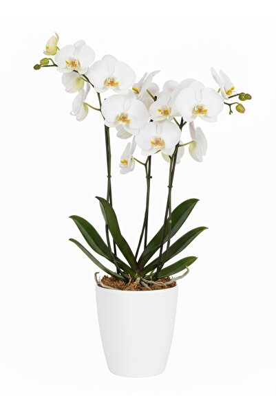 VENİV AGRİCULTURE Dekoratif Orkide Saksısı 1 Adet Üretim Saksısı Hediye- Kali...
