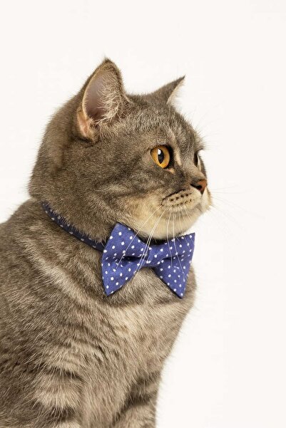 Dodo Aksesuar Kedi Tasması Kedi Boyun Tasması Yavru Kedi Tasması Zilli Kedi T...