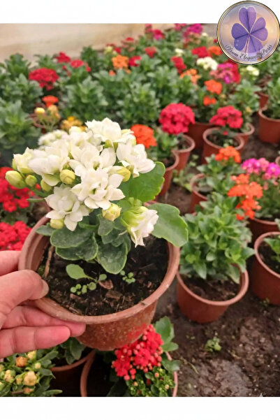 şengülca Saksıda Beyaz Kalanchoe – Kolay Bakımlı Zarif İç Mekan Bitkisi