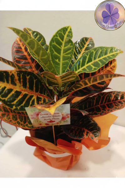 şengülca Kolay Bakım Kraton Çiçeği – Dekoratif Salon & Ofis Bitkisi Turuncu Detaylı