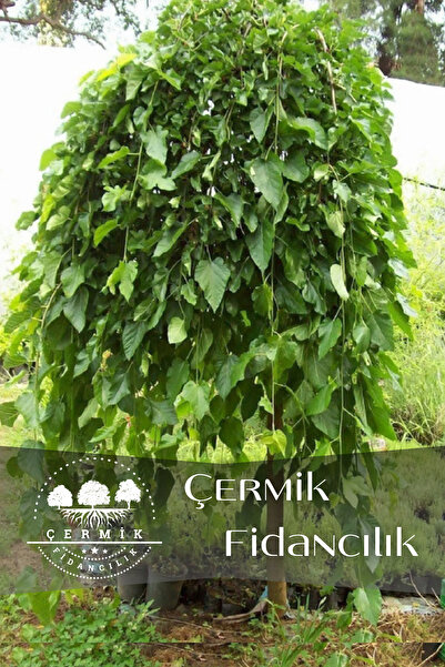 ÇERMİK FİDANCILIK Aşılı Ters Kara Dut Fidanı ( Paraşüt Dut ) 3 Yaş