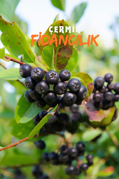 ÇERMİK FİDANCILIK 2 Adet Viking Siyah Aronya ( Aronia Chokeberry ) Fidanı