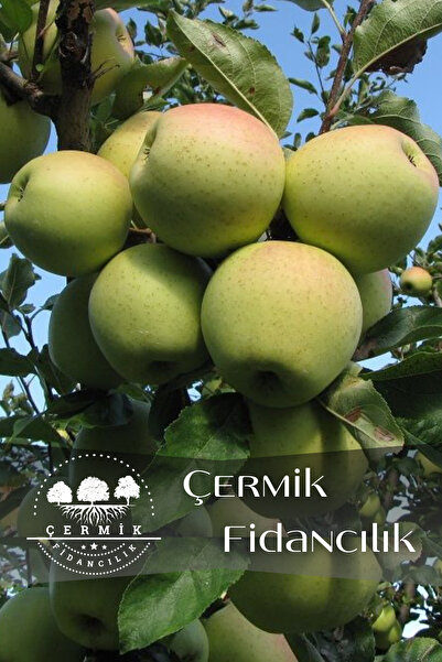 ÇERMİK FİDANCILIK Aşılı Bodur Golden Elma Fidanı 3 Yaş