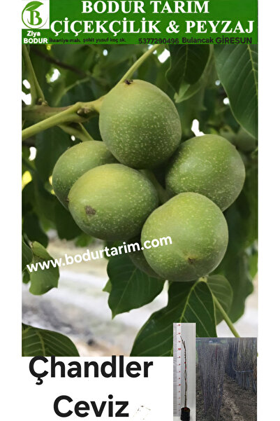 BODUR TARIM Bulancak 2 Yaşında Yarı Bodur Aşılı Tüplü topraklı çhandler ceviz...