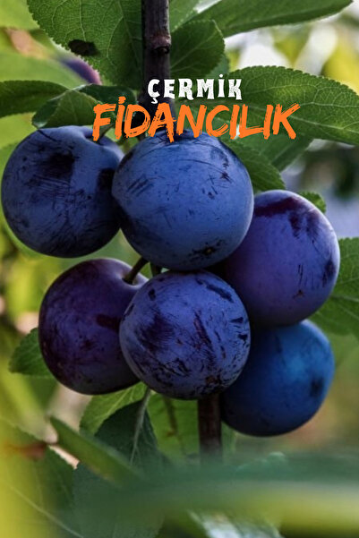 ÇERMİK FİDANCILIK 4 Adet Aşılı Siyah ( Kara ) Erik Fidanı 3 Yaş