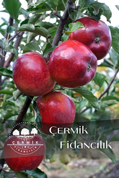 ÇERMİK FİDANCILIK Kırmızı Elma Fidanı 3 Yaş