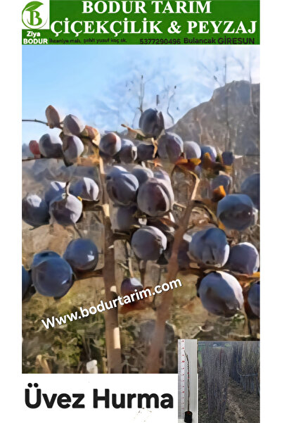 BODUR TARIM Bulancak 2 Yaşında Yarı Bodur Tüplü Doku Kültürü Üvez,siyah,yaban...