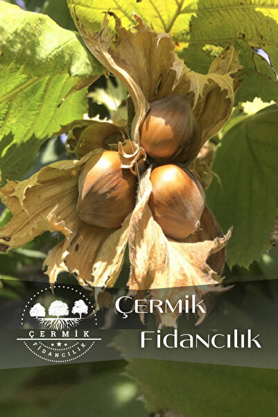 ÇERMİK FİDANCILIK Karadeniz Fındık Fidanı