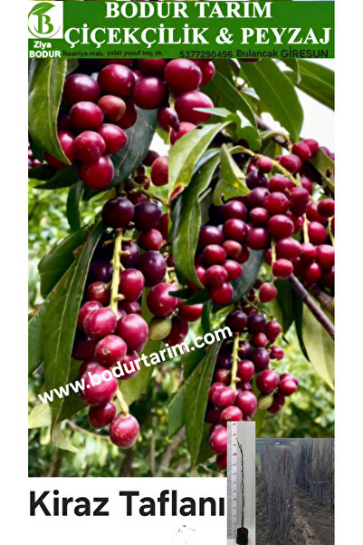 BODUR TARIM Bulancak 2 Yaşında Yarı Bodur Doku Kültürü Tüplü Topraklı Giresun...