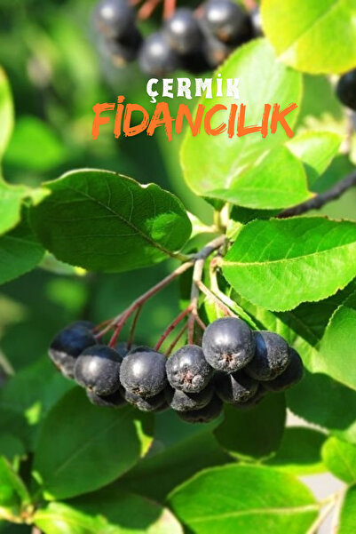 ÇERMİK FİDANCILIK 4 Adet Viking Siyah Aronya ( Aronia Chokeberry ) Fidanı