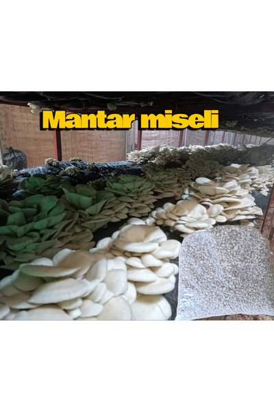 Mantarım 8 kg İstiridye mantarı tohumu ( 32 adet ekim poşeti hediye)