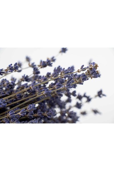 Lavanda Sudului Drăgălașă cu flori de lavandă