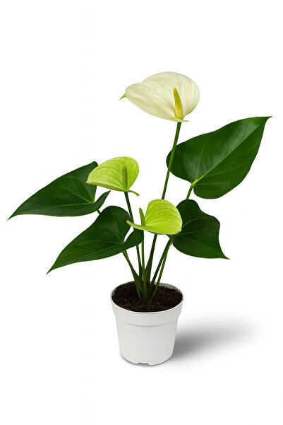 Floryalibotanik Beyaz Anthurium - Beyaz Antoryum Ev Salon Bitkisi - 50/60cm