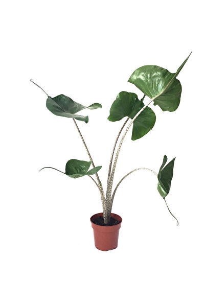Betonish Alocasia Macrorrhiza 'Stingray' (Fil Kulağı)
