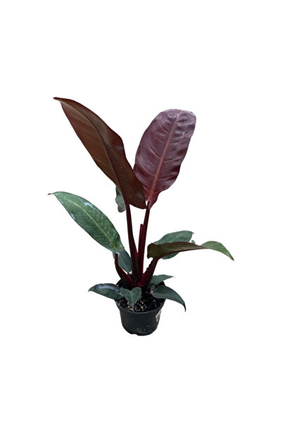 Betonish Philodendron 'Red Sun'