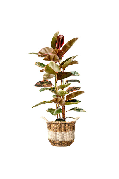 Fidanburada Pembe Alacalı Kauçuk - 2 Gövdeli - XL (Ficus Elastica Belize) Bey...