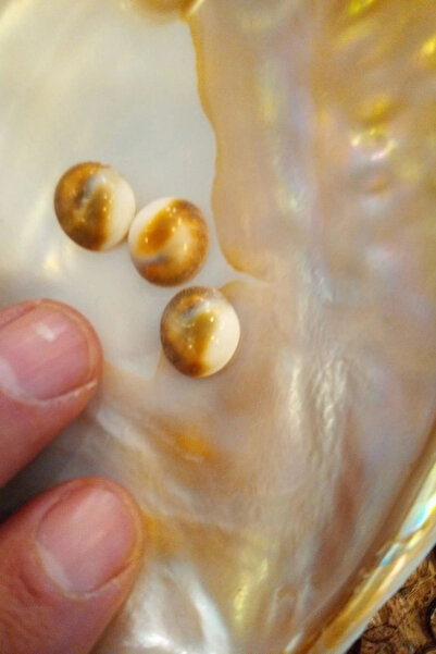 RaHan حجر يالانشيك العلاجي حيوانات أليفة حية ذكور وإناث مختلطة 3 قطع