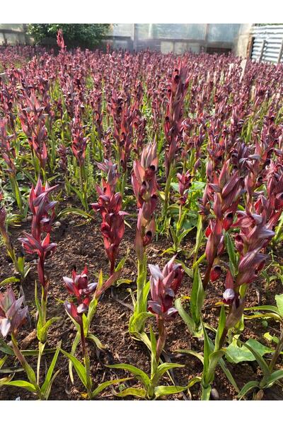 lidersopx Salep Tohumu