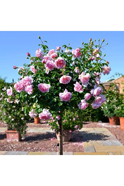 Ecoterapia Trandafir Kimono cu tulpină înaltă (140 cm)