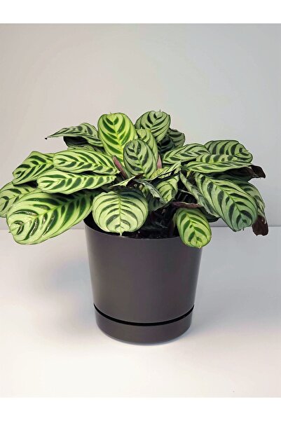 Byaysima Calathea Ctenanthe Burle Marxii Canlı Saksıda Dua Çiçeği Kalatya Ev Ofis Salon Bitkisi
