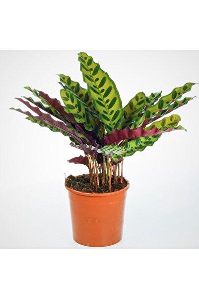 Byaysima Calathea Lancifolia Canlı Saksıda Dua Çiçeği Ithal Iç Mekan Bitkisi.