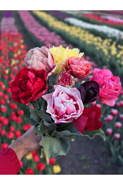 Bulbi și Plante TULIP MIX - 100 BULBS