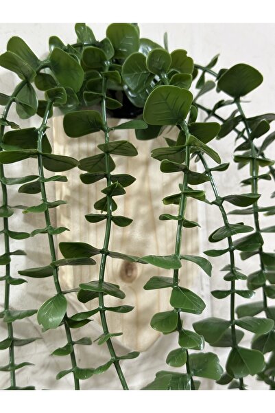 Lilac Home Ahşap Saksı İçerisinde Duvara Yapıştırılabilir Okaliptus Sarkıtı