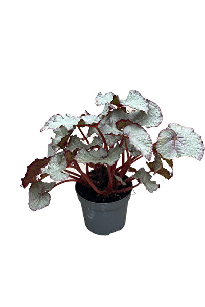 Betonish Begonia Rex 'Hawaiian Silver' (Begonya Çiçeği)