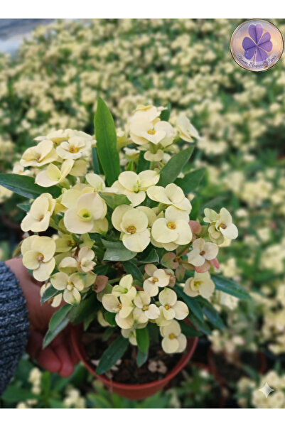 şengülca Tayland Cinsi / İri Çiçekli Sarı Dikenler Tacı (Euphorbia Milli)