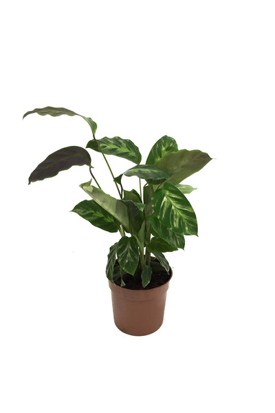 Betonish Calathea Misto (Dua Çiçeği)