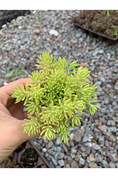 AnkaBahçe Sarı Sedum 10 Adet Damkoruğu Sedum Yer Örtücü Sukulent Mezarlık Bitkisi