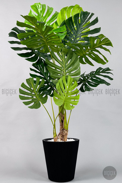 BİÇİÇEK Monstera Ağacı 160-200 cm Bambu Gövde